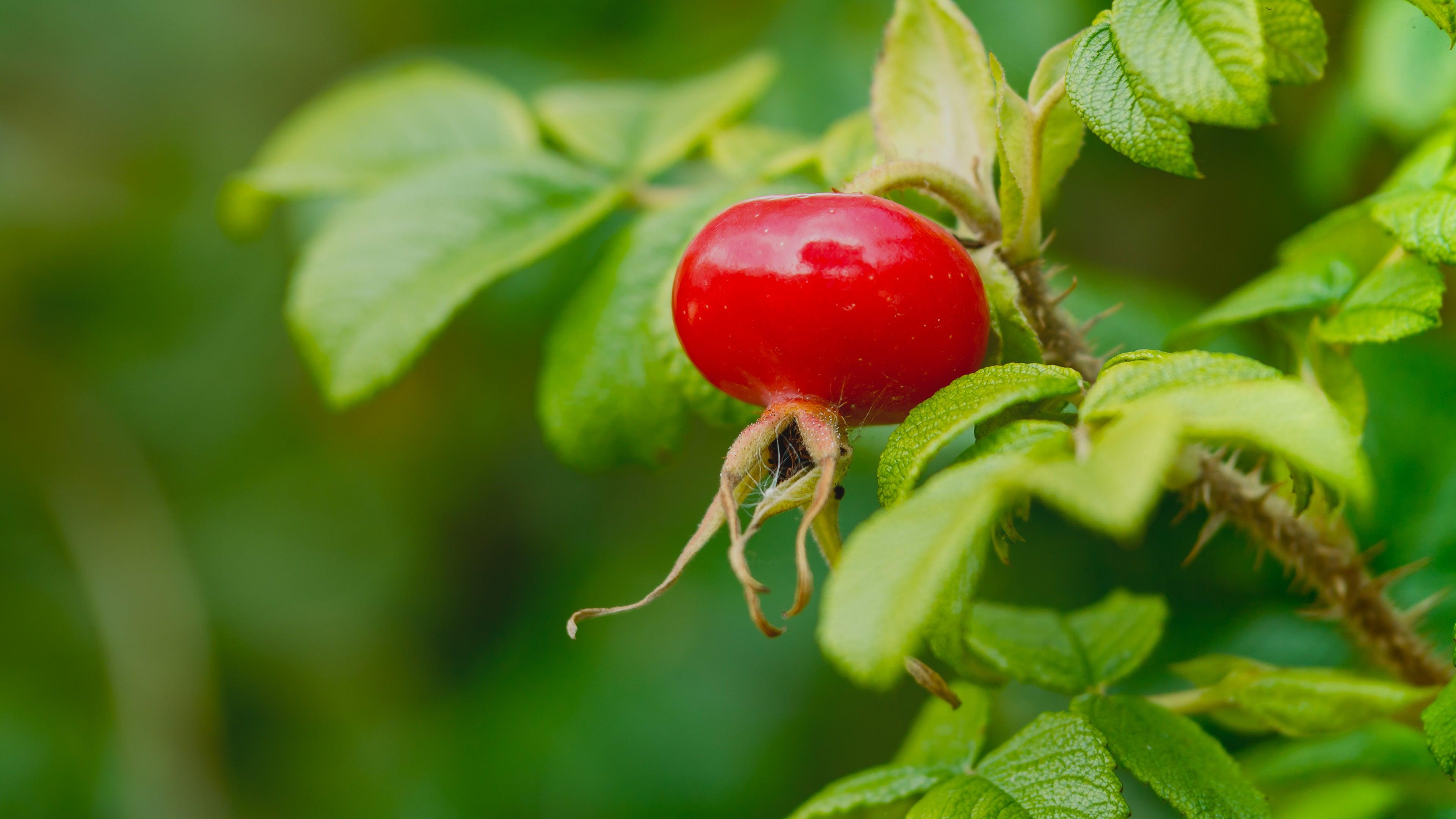 Rosa Canina