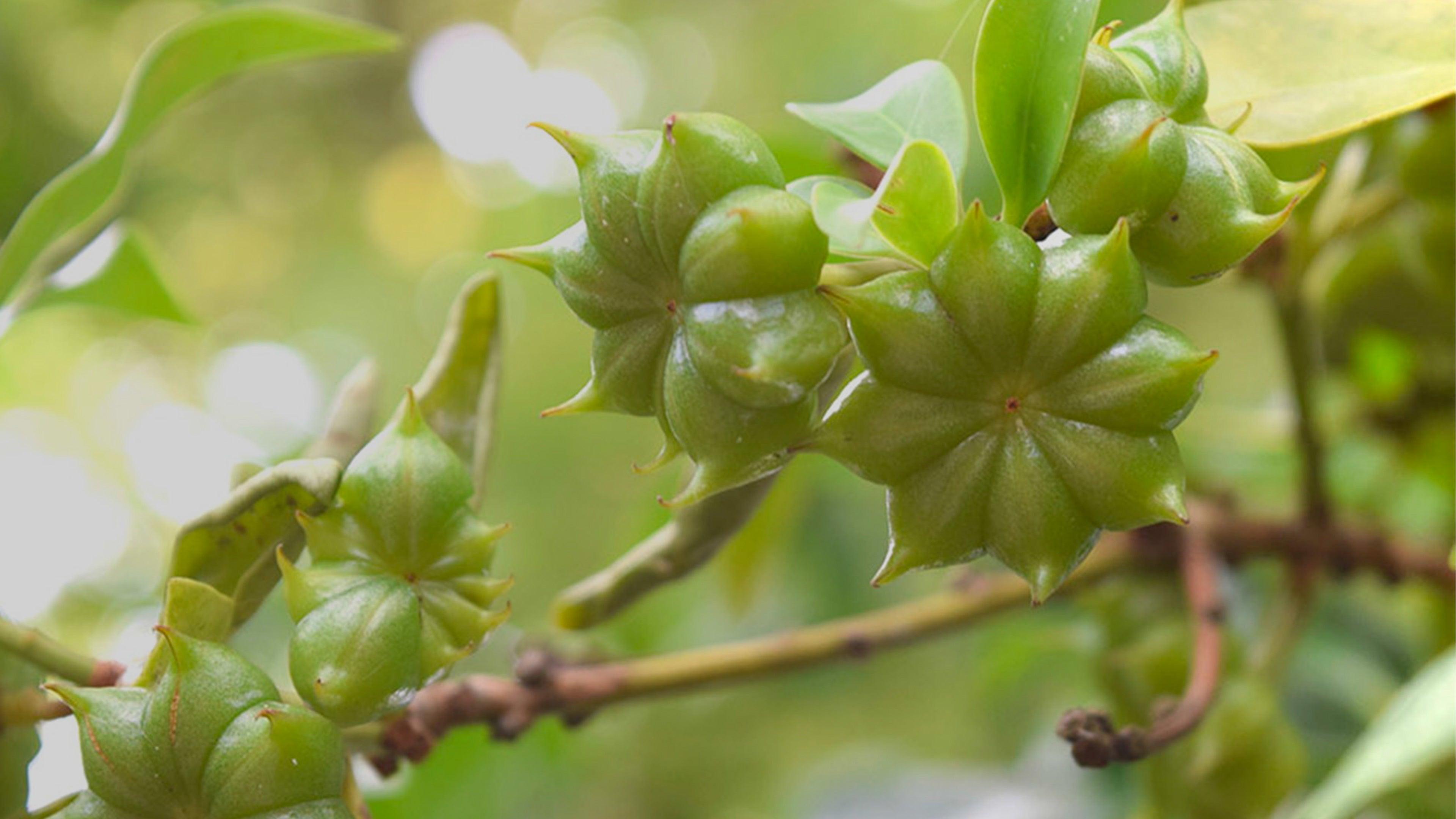 Olio Essenziale di Anice Stellato