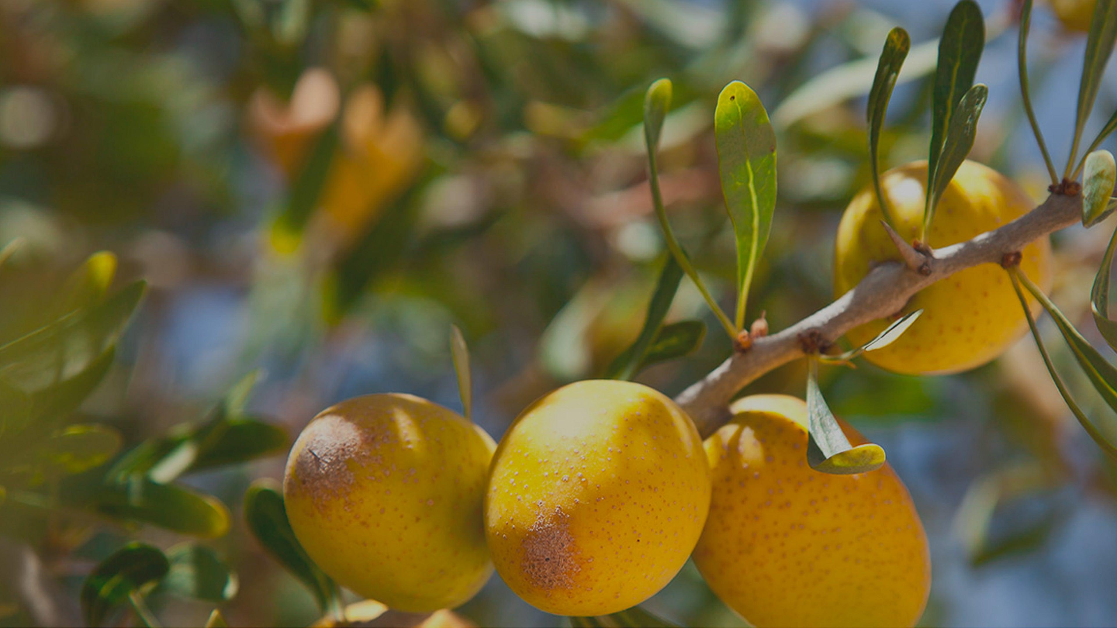 Olio di Argan