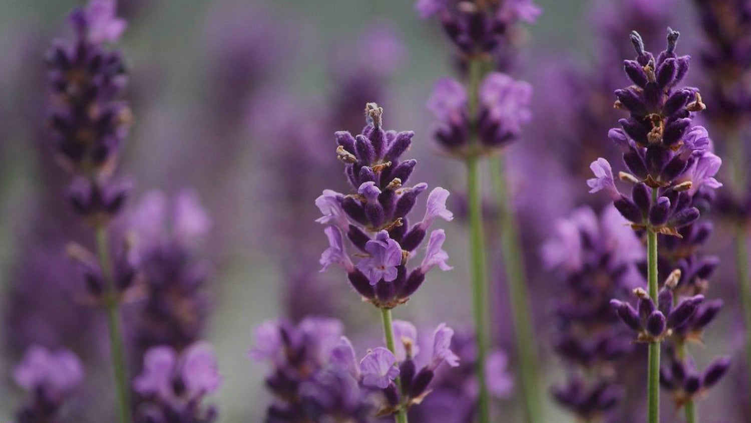 olio essenziale di lavanda LAVANDULA ANGUSTIFOLIA OIL