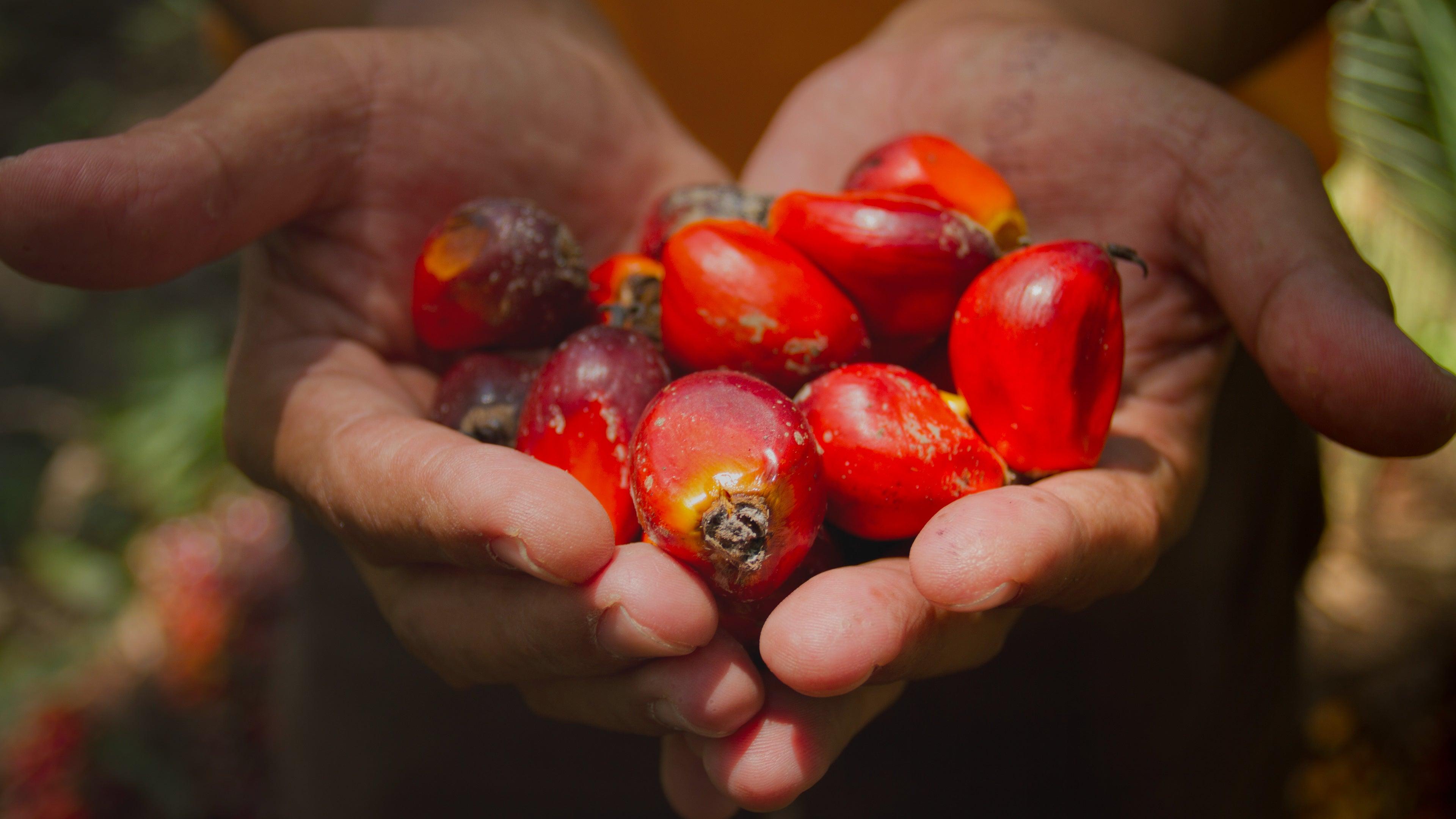 Olio di Palma RSPO