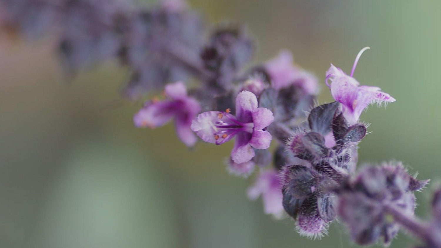 Olio Essenziale di Patchouli