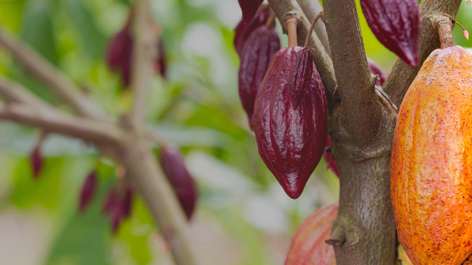 Burro di Cacao