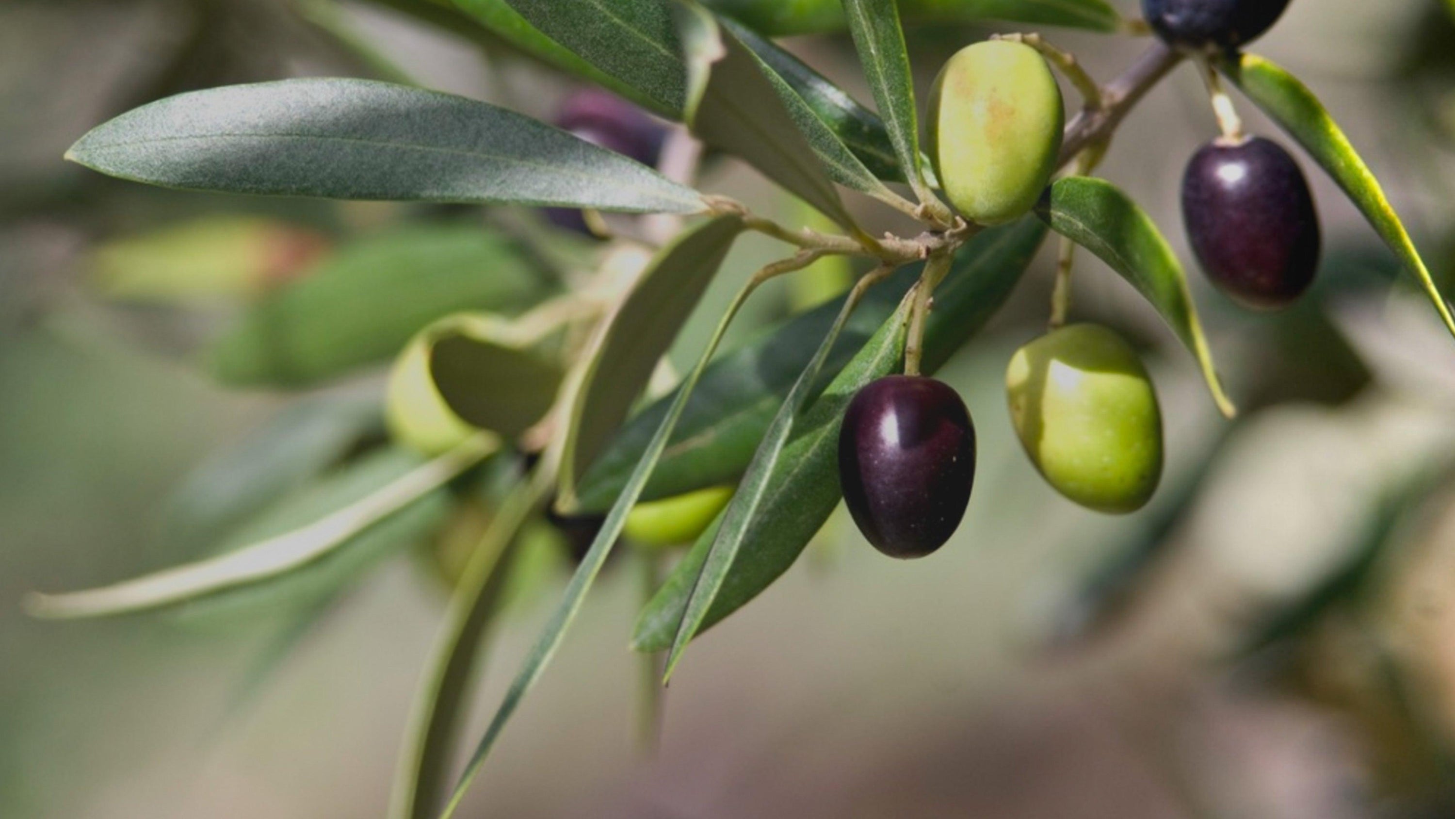 Olio di Oliva Ozzonizzato